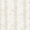 Acacia Papyrus sample image